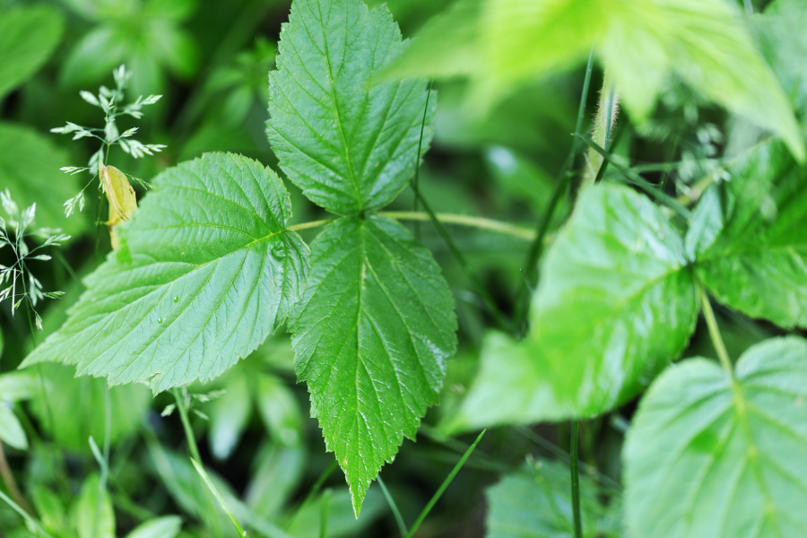 Natural Remedies for Poison Ivy: How to Identify, Prevent & Soothe Rashes Fast