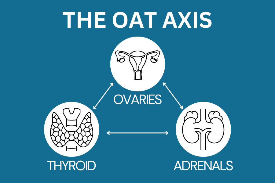 The OAT Axis: Unraveling the Connection Between Ovaries, Adrenals, and Thyroid