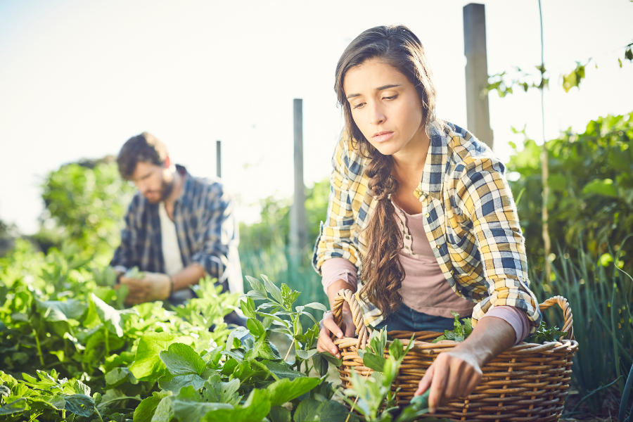 Vegetarian U.S. Dietary Guidelines Have Half the Carbon Footprint of the Main Guidelines