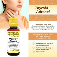 Thumbnail for Thyroid - Adrenal