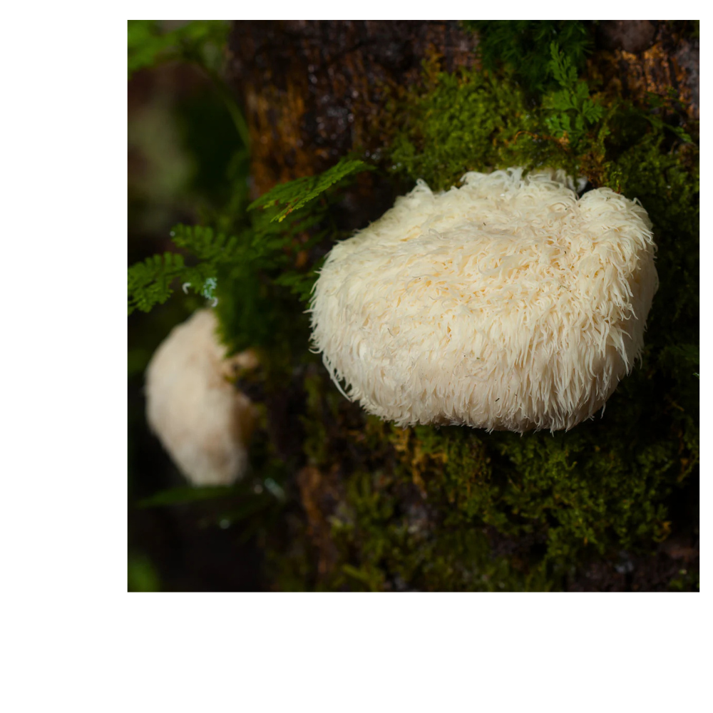 LION'S MANE BLEND W/ REISHI