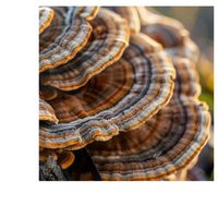 Thumbnail for TURKEY TAIL BLEND