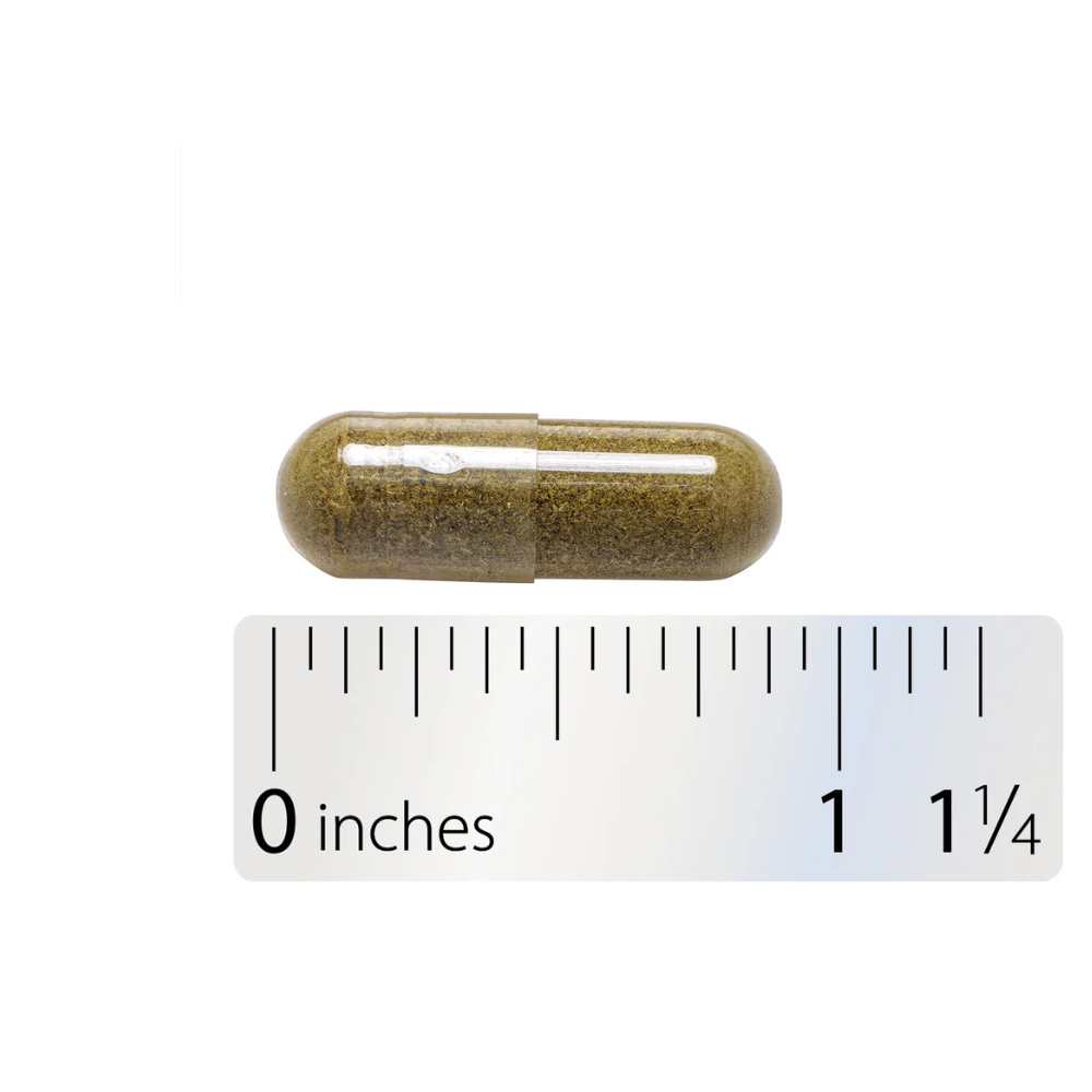 Echinacea