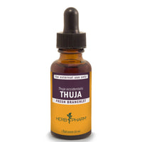 Thumbnail for Thuja - My Village Green