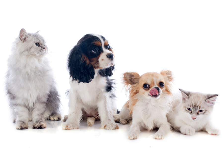 Pet Supplements for Our Furry Friends