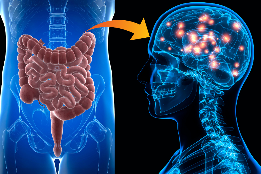 New Study Links Gut Health to Parkinson's Disease and Highlights the Potential of B Vitamin Supplementation