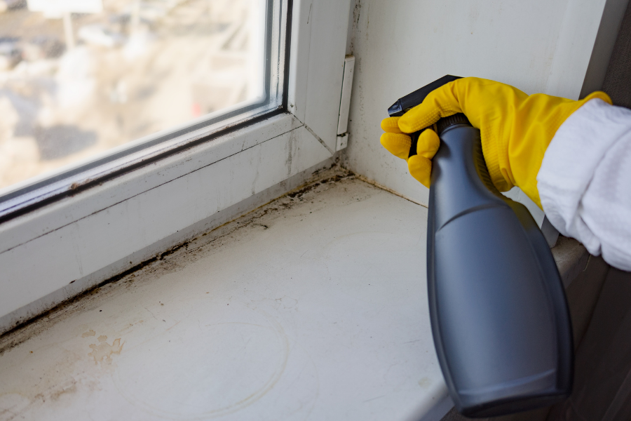 The Dangers of Mold Toxicity
