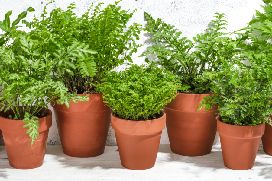 5 Easy Plants That Help With Air Quality