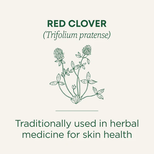 Red Clover Tea - Traditional Medicinals