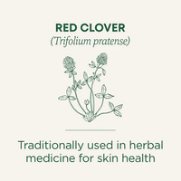 Thumbnail for Red Clover Tea - Traditional Medicinals