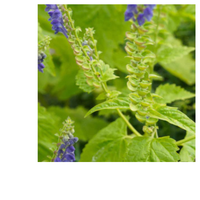 Thumbnail for Stress Ease Tension Relief Tea