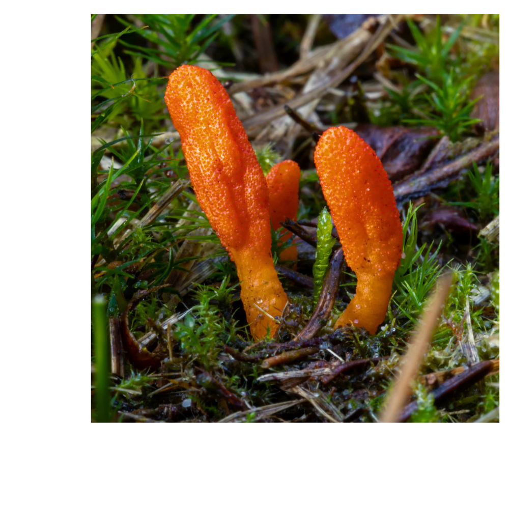 CORDYCEPS BLEND W/ REISHI