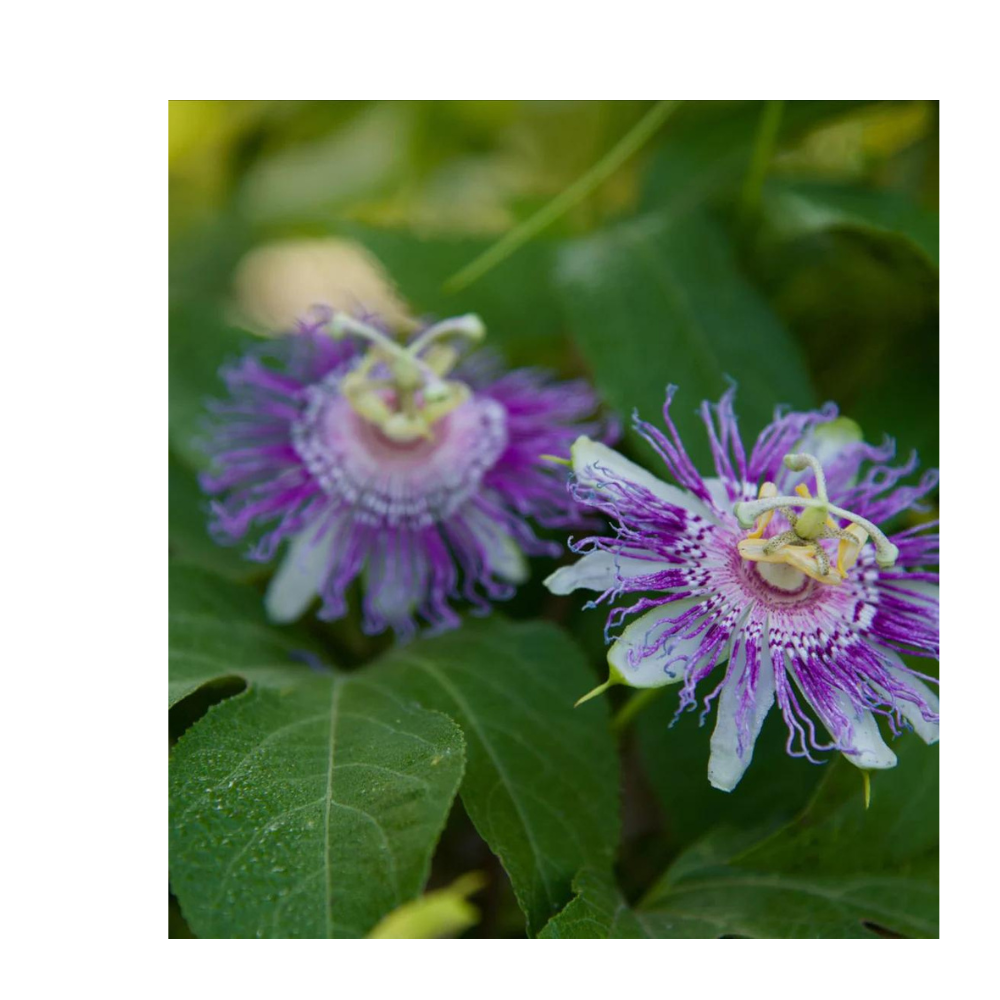 Passionflower