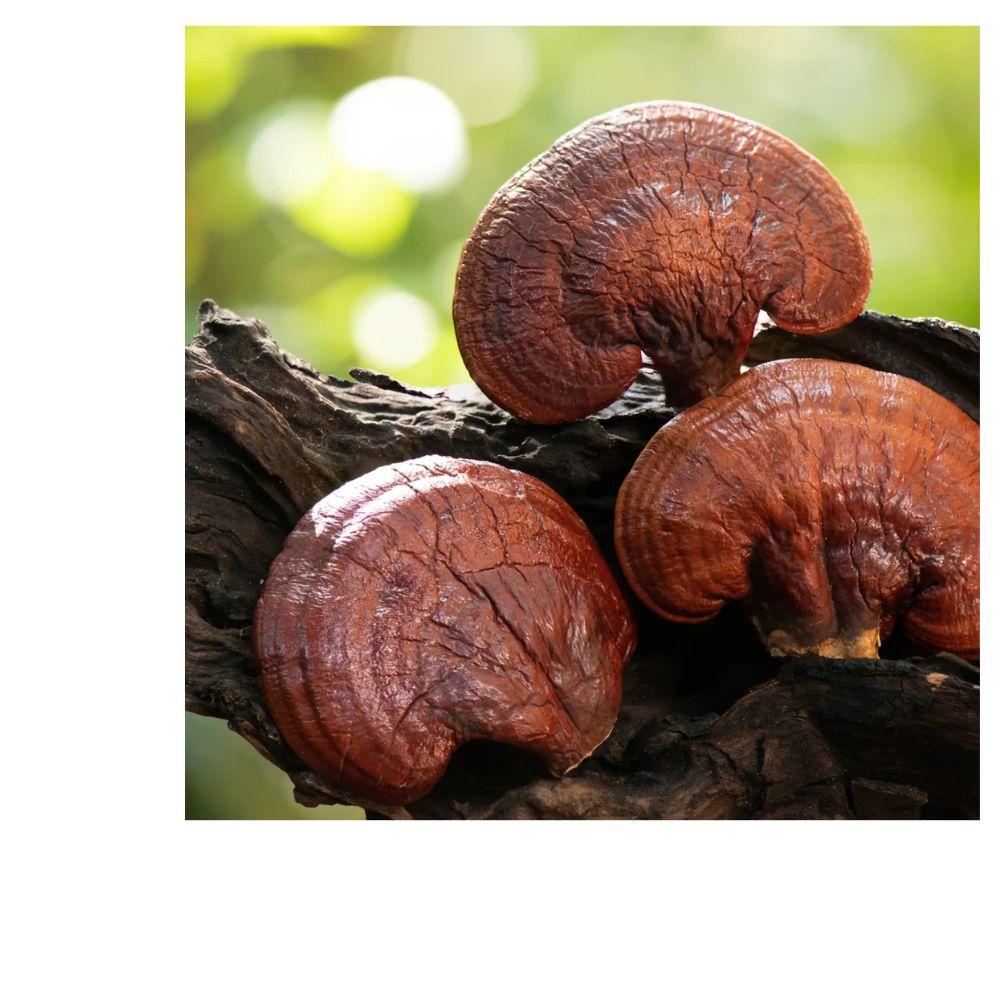 CORDYCEPS BLEND W/ REISHI
