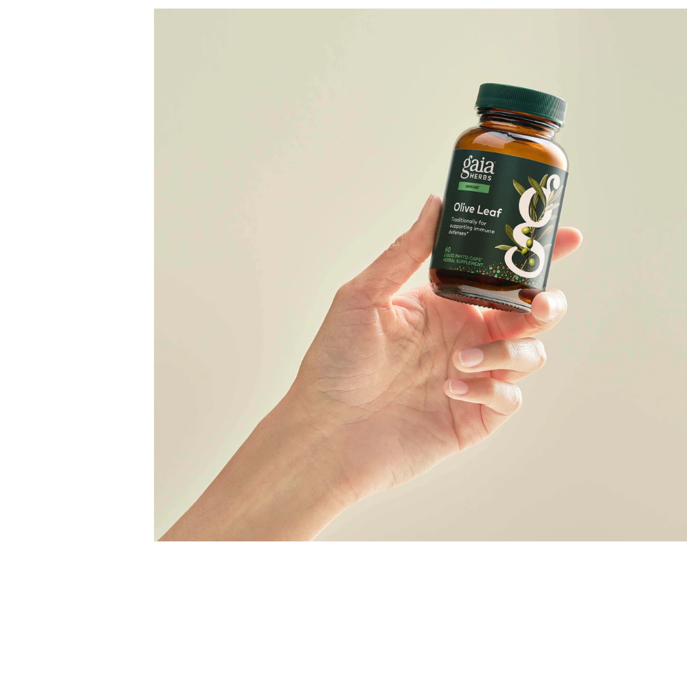 Hoja de Olivo