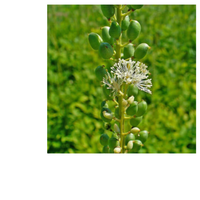 Thumbnail for ELEG FEM Natural Menopause Support Supplement