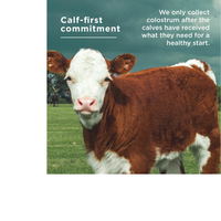 Thumbnail for Colostrum Coconut Lime