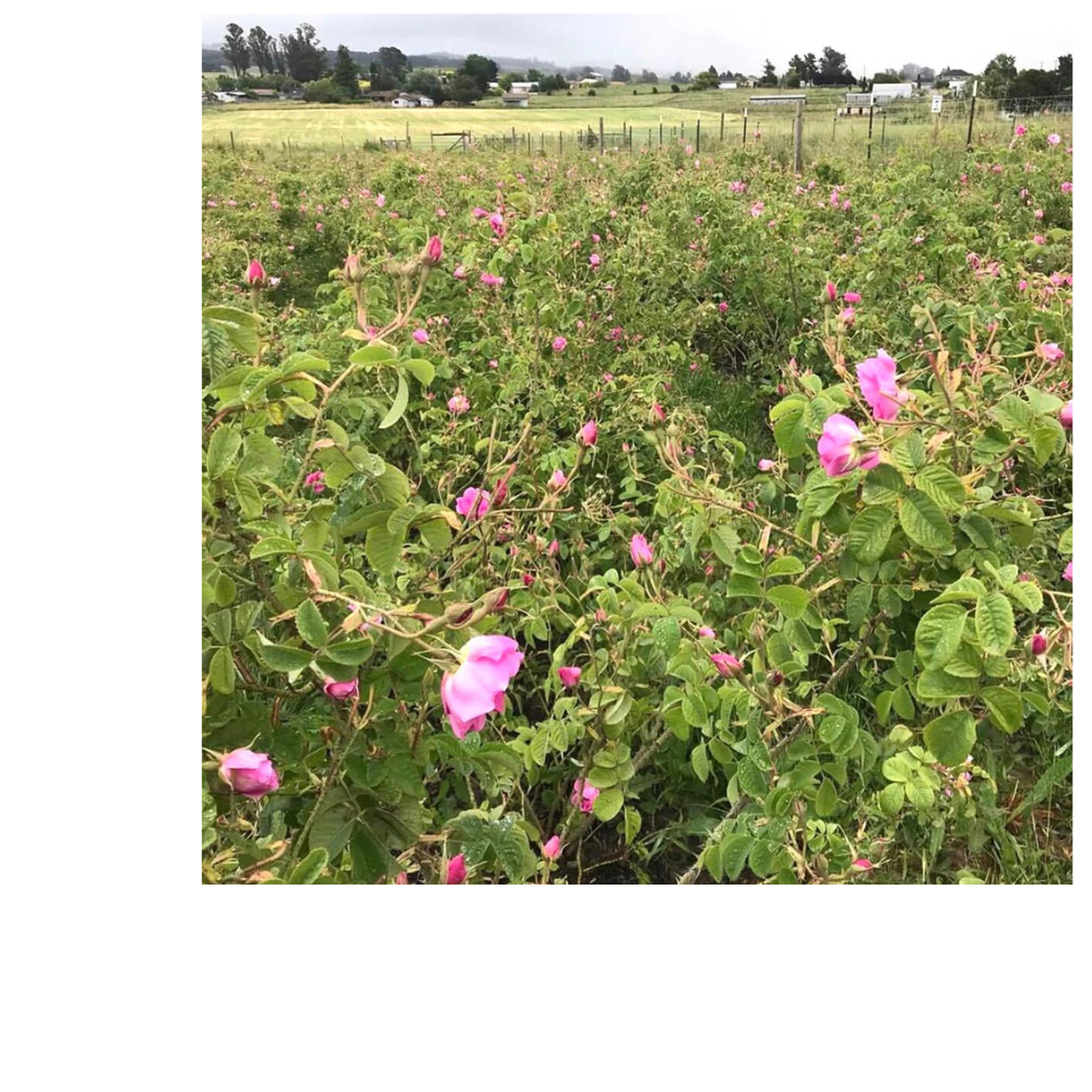 Sonoma Rose Petal HydroSoul