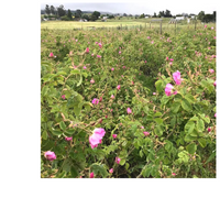 Thumbnail for Sonoma Rose Petal HydroSoul