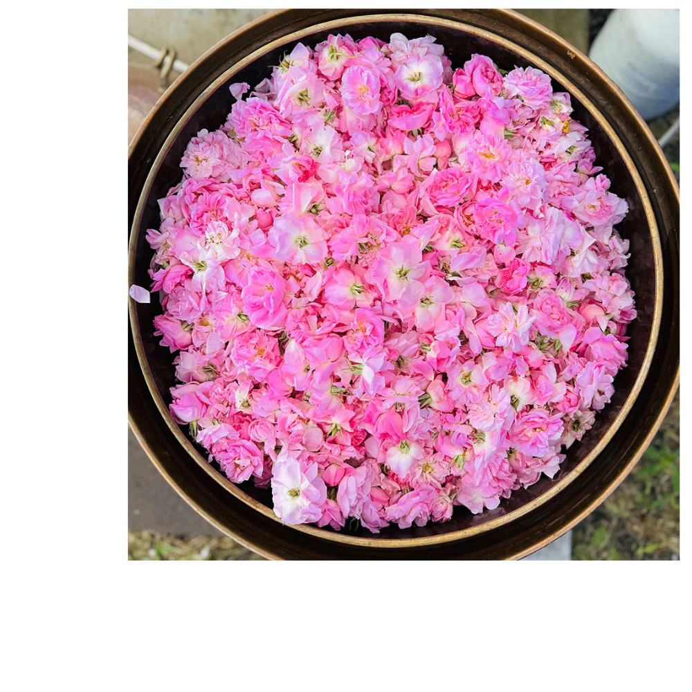 Sonoma Rose Petal HydroSoul