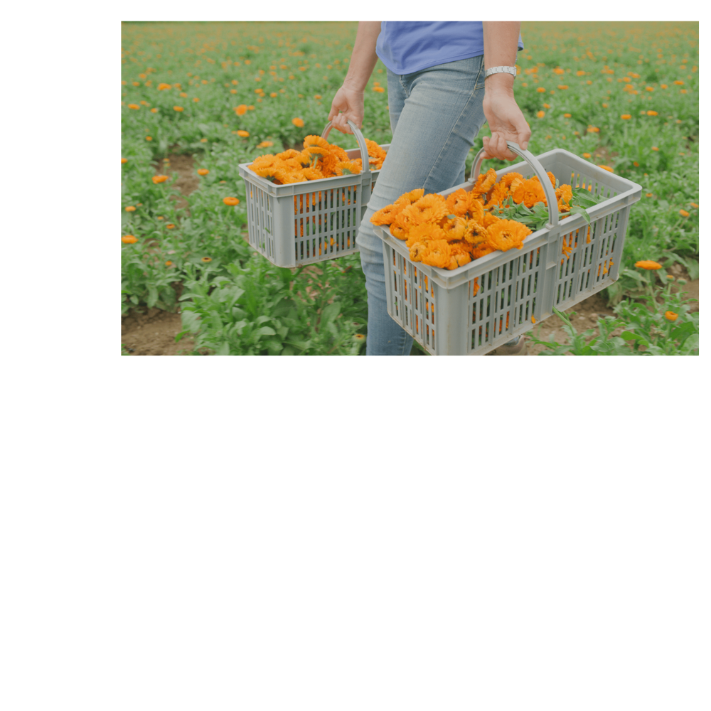 Calendula Cream