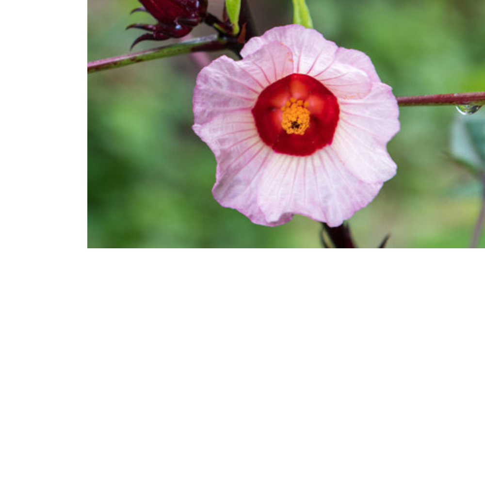 Rose Hips & Hibiscus Tea