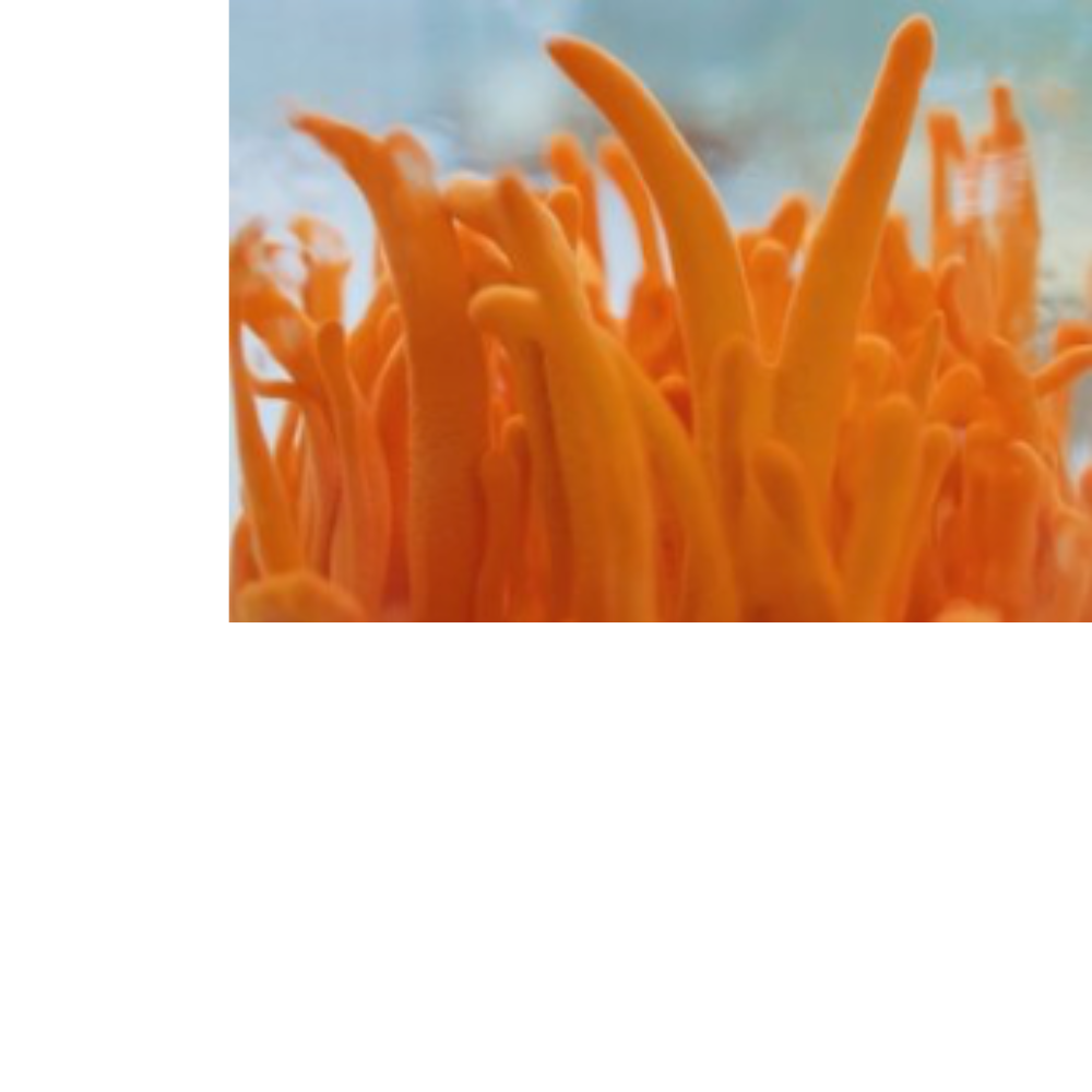 Cordyceps Mushroom Extract Powder