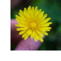 Thumbnail for DANDELION,  ALCOHOL-FREE