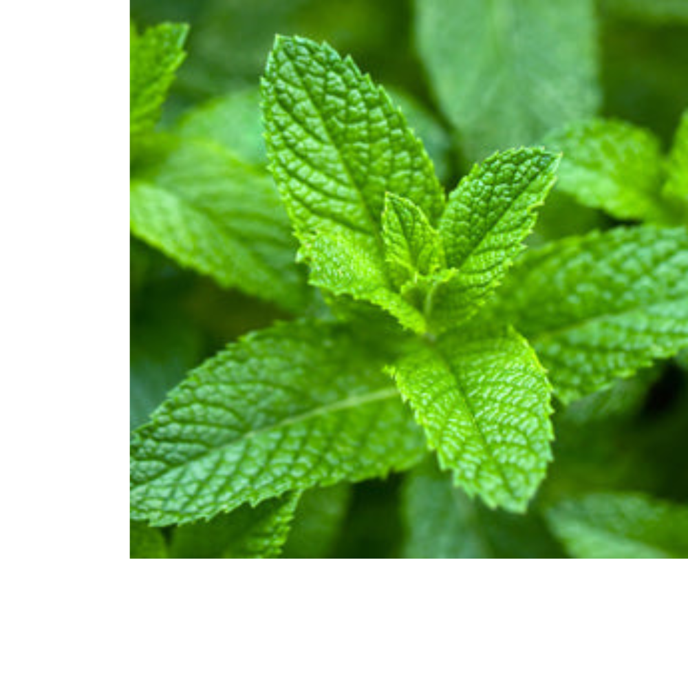 Stress Ease Focus Tea