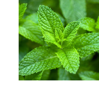 Thumbnail for Stress Ease Focus Tea