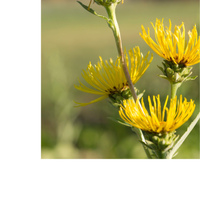 Thumbnail for ELECAMPANE EXTRACT