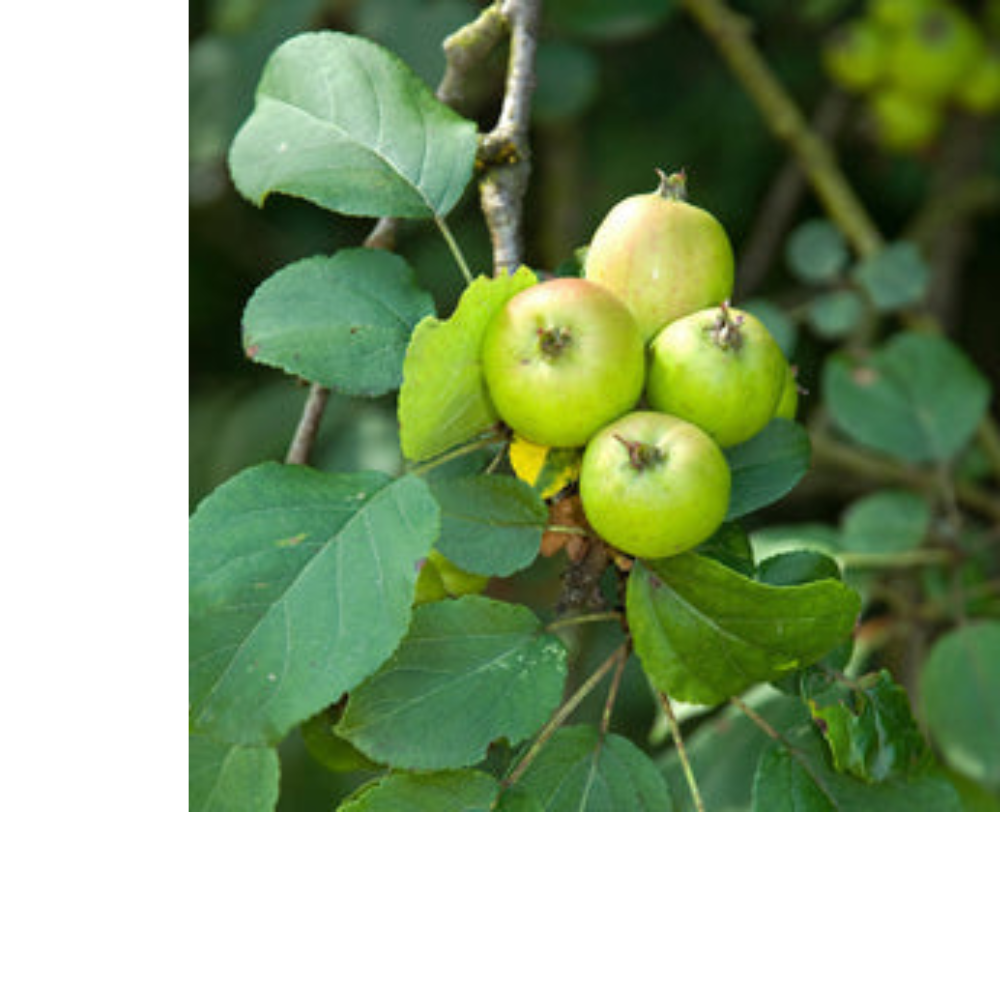 Stress Ease Focus Tea