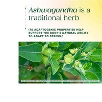 Thumbnail for GOMITAS DE ASHWAGANDHA CERO AZÚCAR
