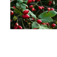 Thumbnail for Rose Hips & Hibiscus Tea