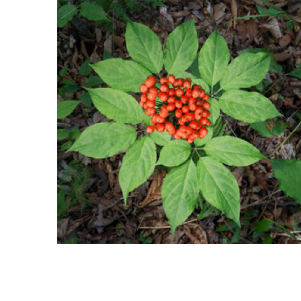 Stress Ease Focus Tea