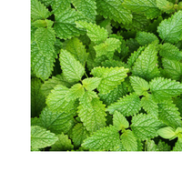 Thumbnail for Gas Relief Tea