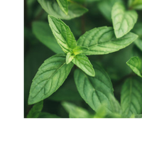 Thumbnail for Gas Relief Tea