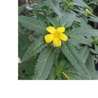 Thumbnail for Rosy Mood Tea