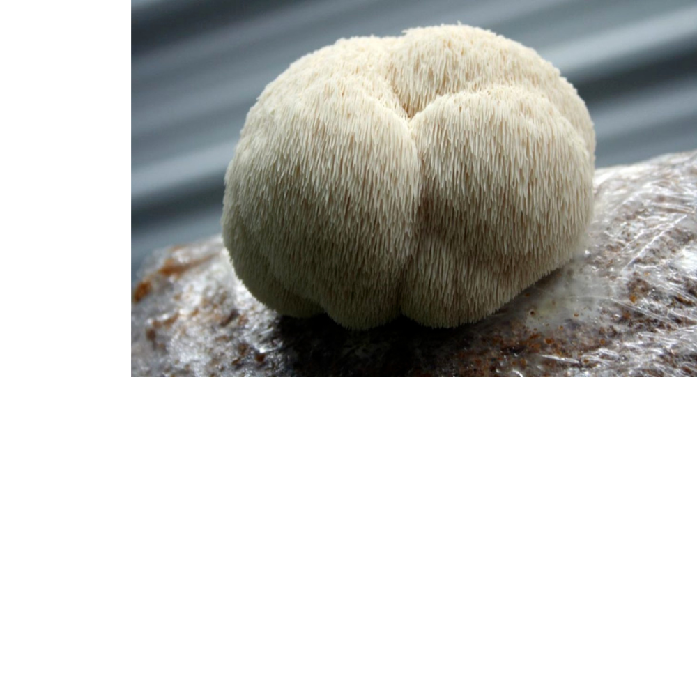 Lion's Mane Mushroom Extract Powder