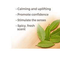 Thumbnail for Laurel Leaf Essential Oil