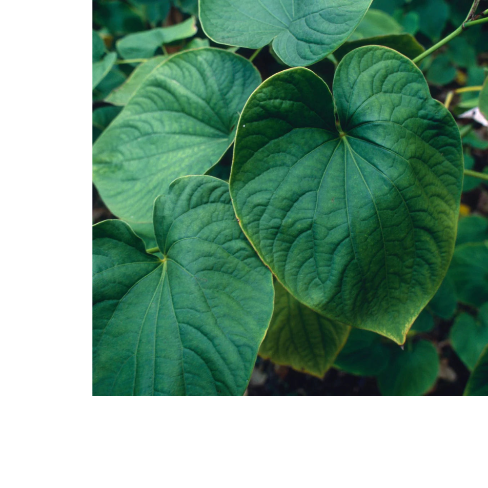 Herbs on the Go: Relaxing Moment
