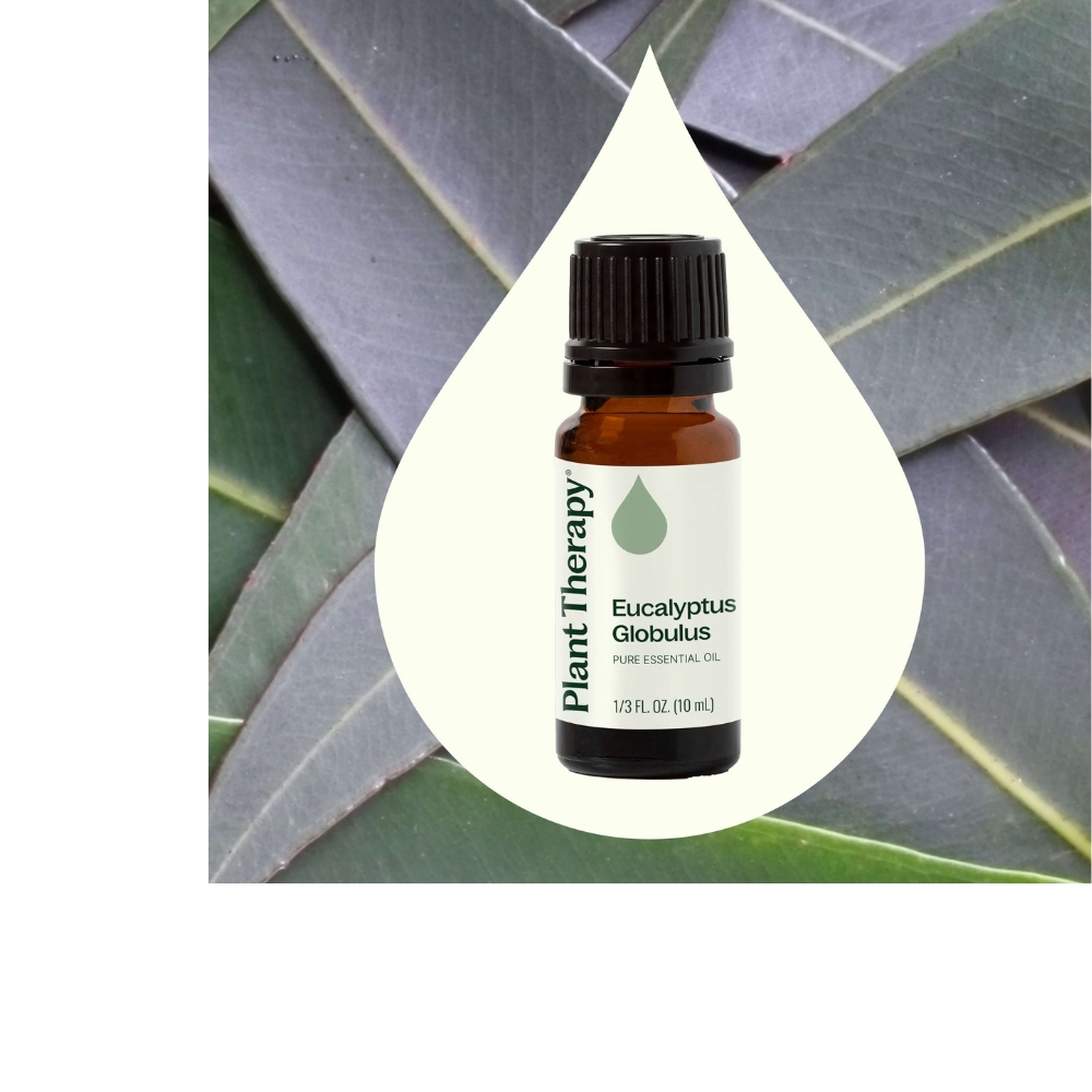 Eucalyptus Globulus Essential Oil