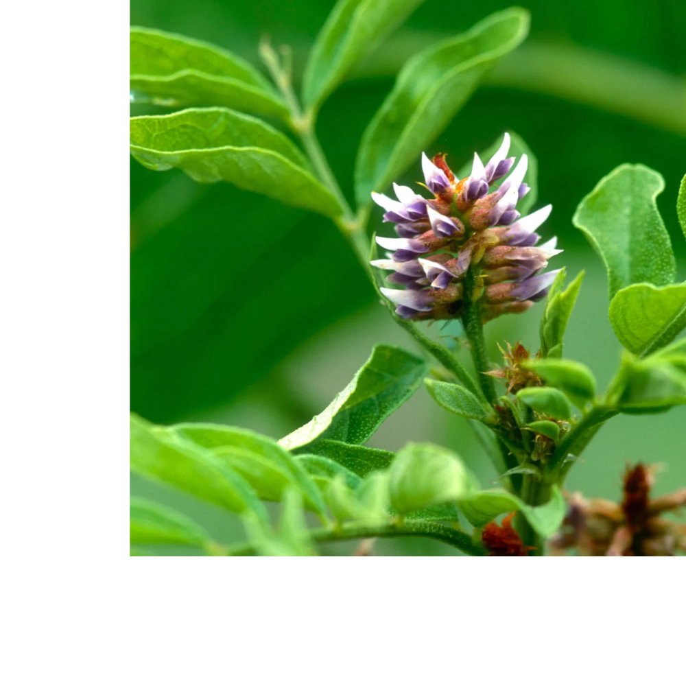 Herbs on the Go: Relaxing Moment