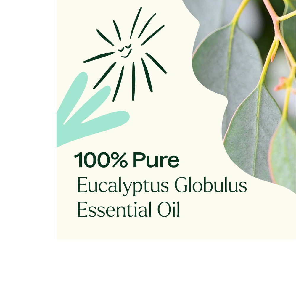 Eucalyptus Globulus Essential Oil