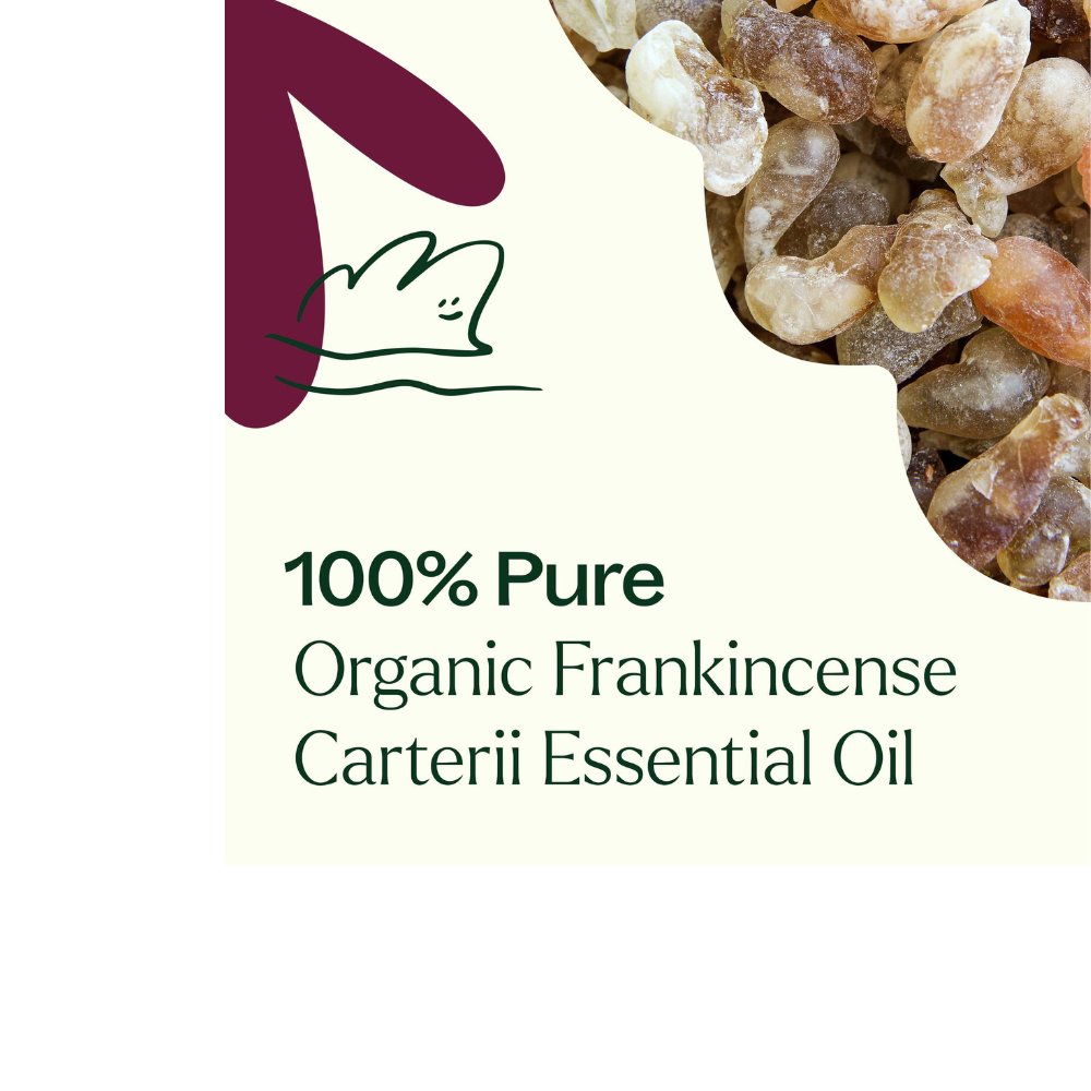 Organic Frankincense Carterii Essential Oil