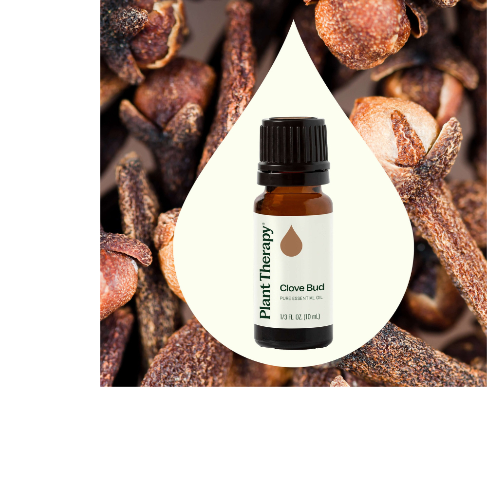 Clove Bud Essential Oil