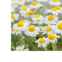 Thumbnail for Cup of Calm Tea