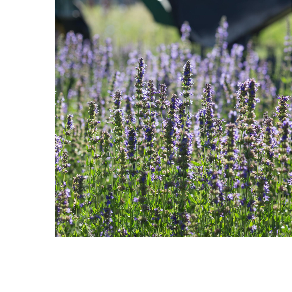 Hyssop